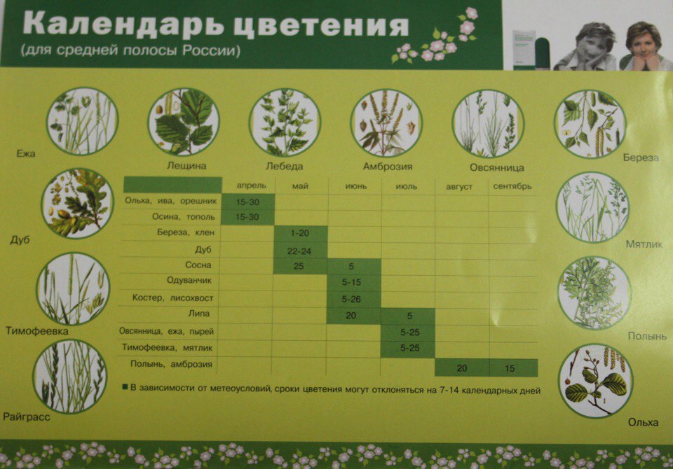 Карта цветения крым для аллергиков